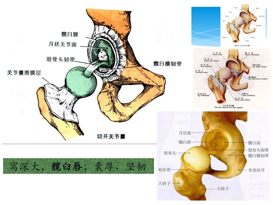 髋关节解剖资料课件.pptx_第3页