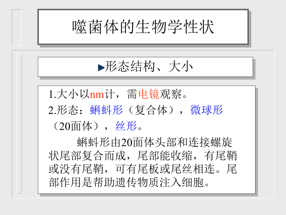 噬菌体介绍课件.pptx_第3页