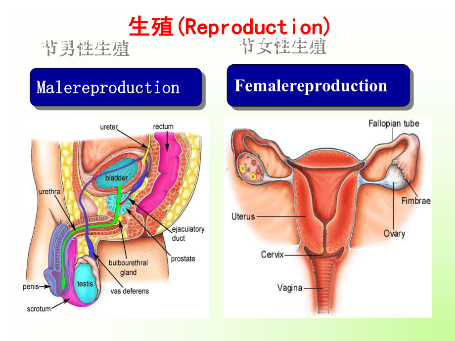 高中生物竞赛-动物生理学8生殖系统课件.ppt_第1页