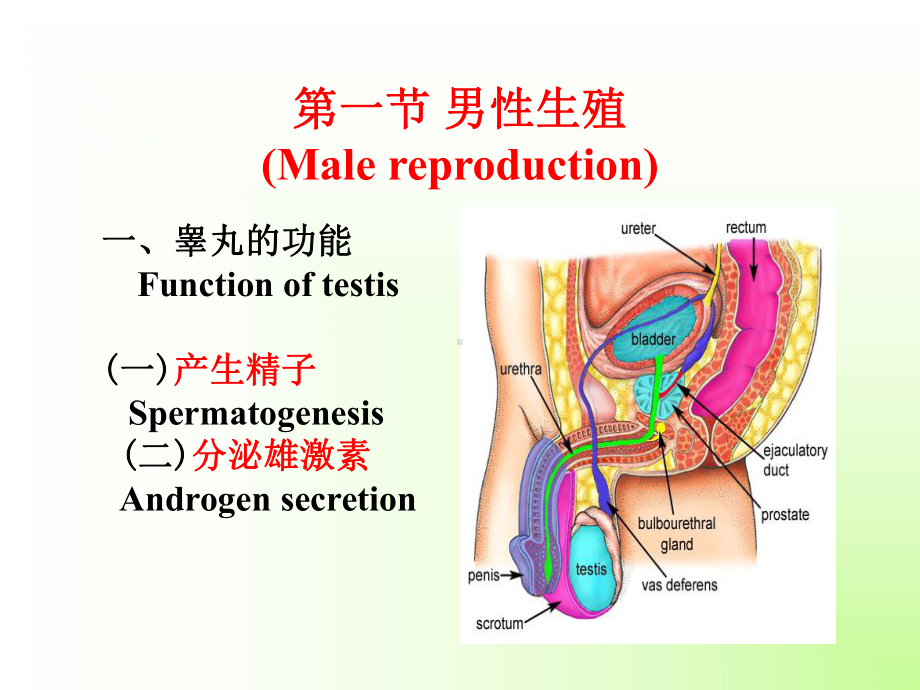 高中生物竞赛-动物生理学8生殖系统课件.ppt_第2页