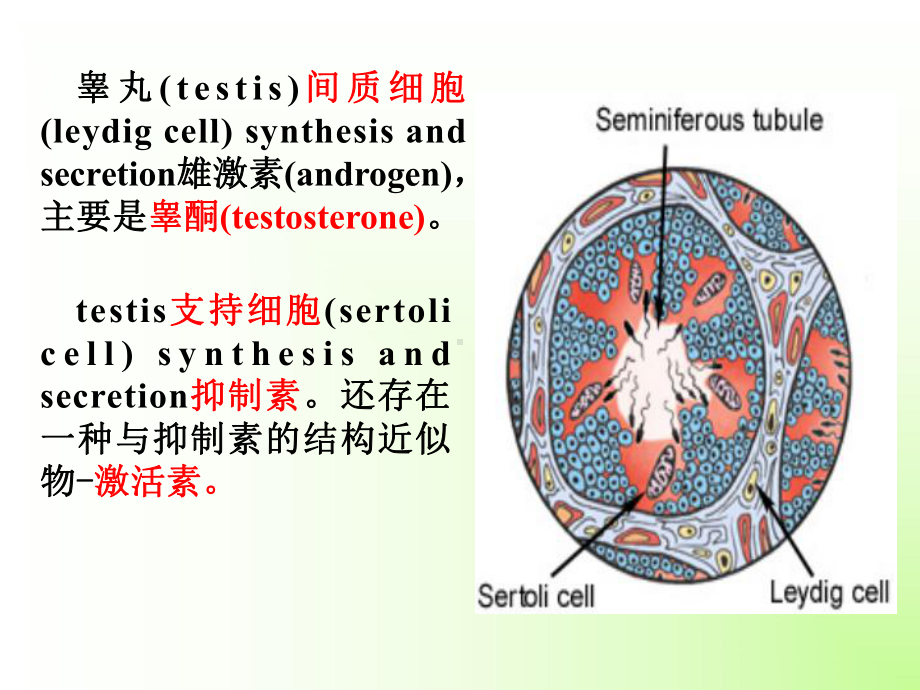 高中生物竞赛-动物生理学8生殖系统课件.ppt_第3页