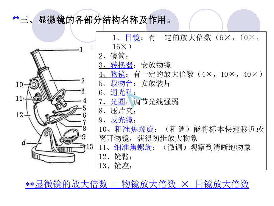 冀教版生物七上一、三章复习课件.ppt_第2页