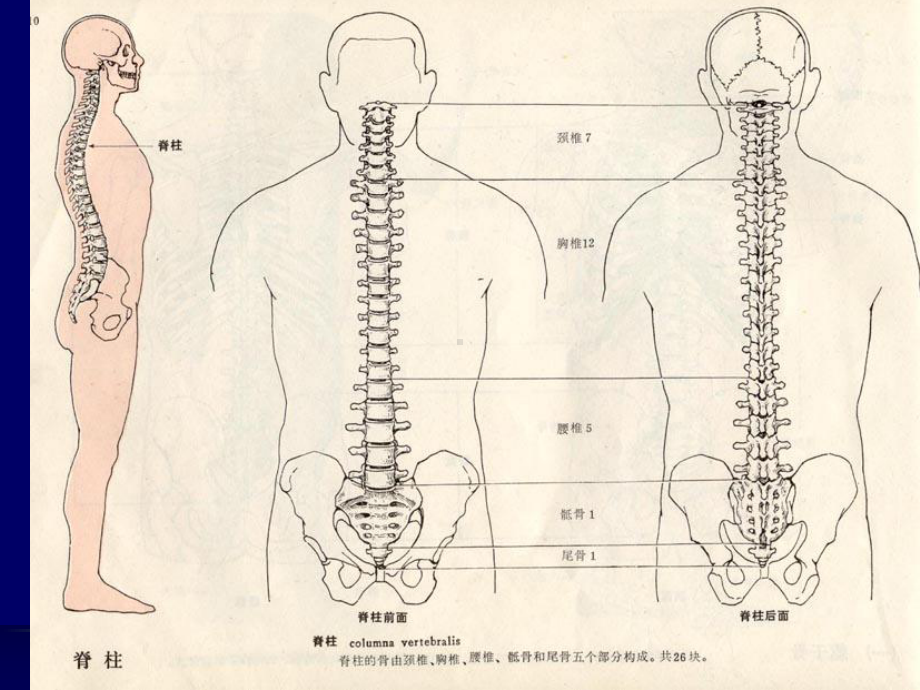 颈椎病教学讲解课件.ppt_第3页