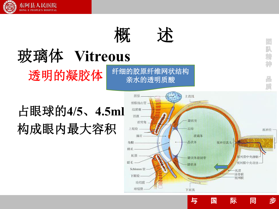 徐静十三、十四玻璃体疾病视网膜病课件.ppt_第3页