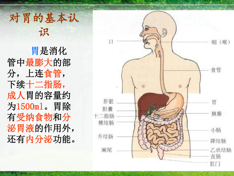 系统解剖学胃课件.ppt_第2页