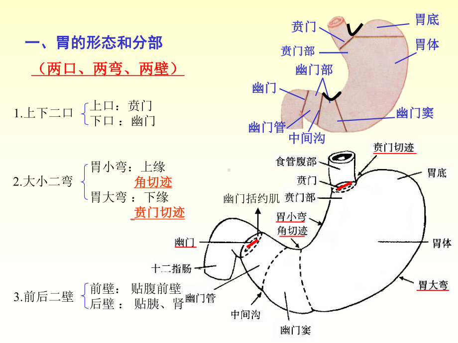 系统解剖学胃课件.ppt_第3页