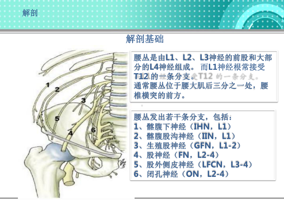 超声引导下腰丛神经阻滞-课件.pptx_第3页