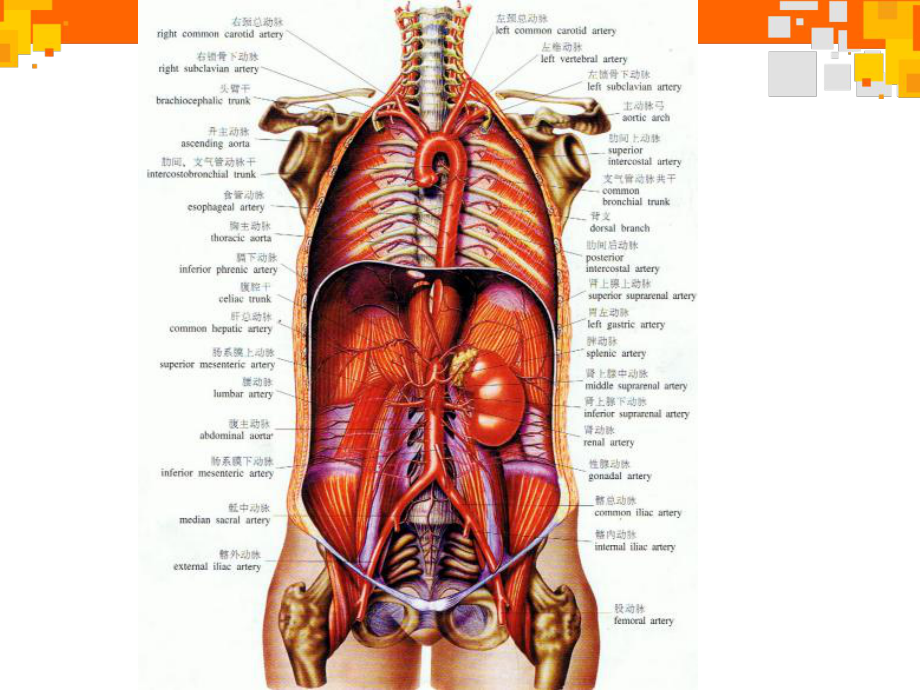 医学课件-腹部血管解剖与变异教学课件.ppt_第2页