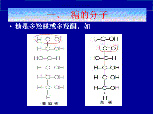 糖的无氧代谢课件.ppt