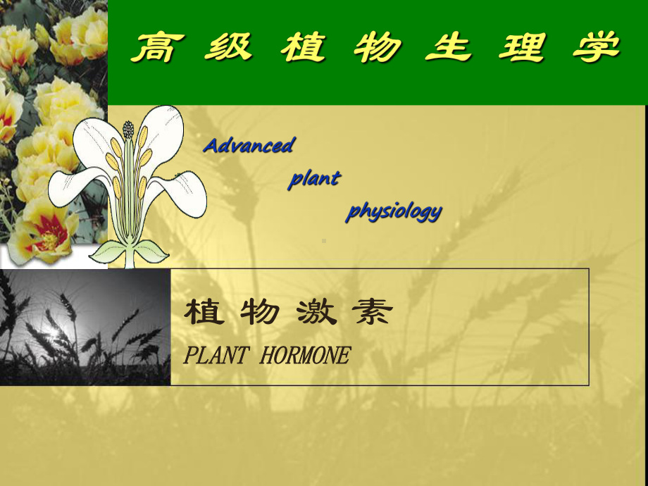 高等植物生理学-植物激素1课件.ppt_第1页