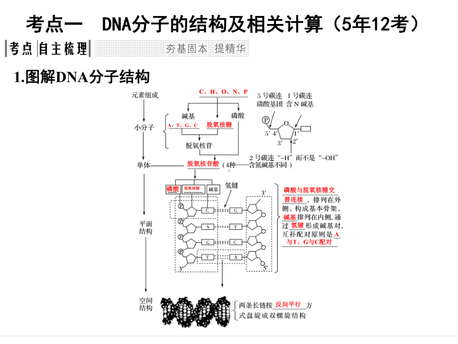 一轮复习DNA的结构、复制及基因的本质课件.ppt_第2页