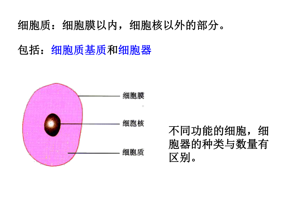 细胞器(上课用)课件.ppt_第2页