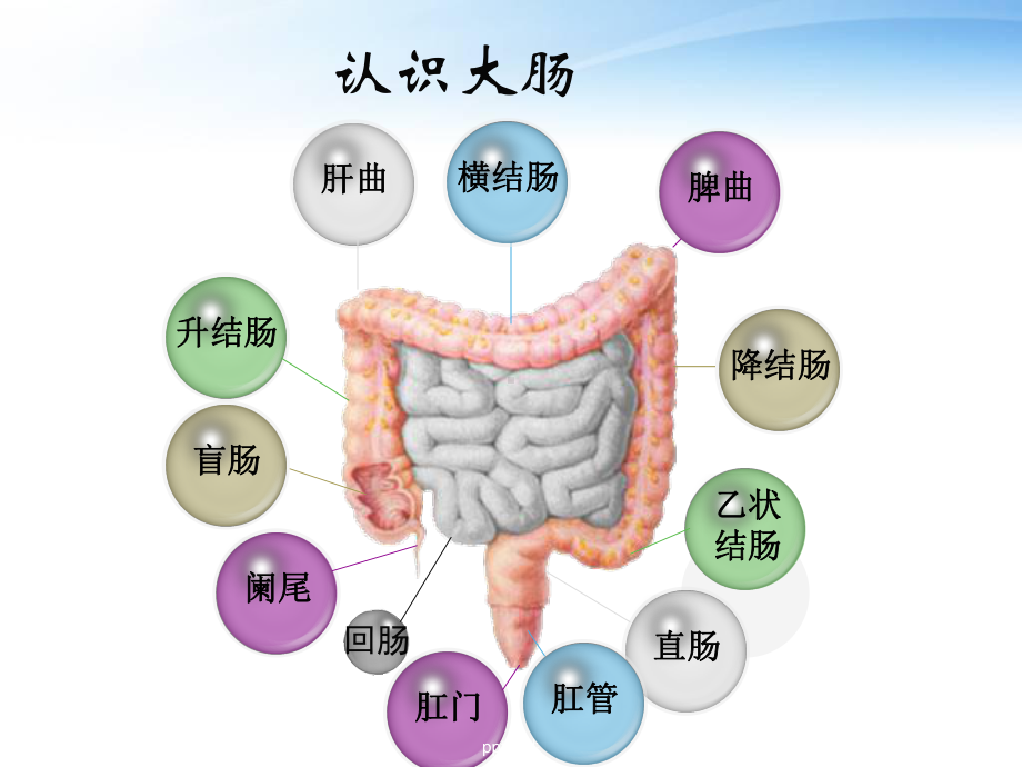 大肠癌预防与早期发现-课件.ppt_第3页