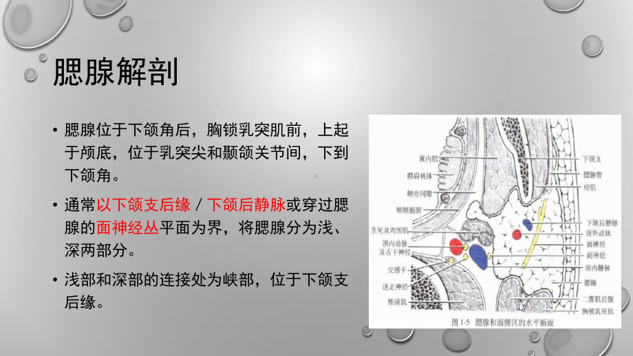 腮腺恶性肿瘤课件.ppt_第2页