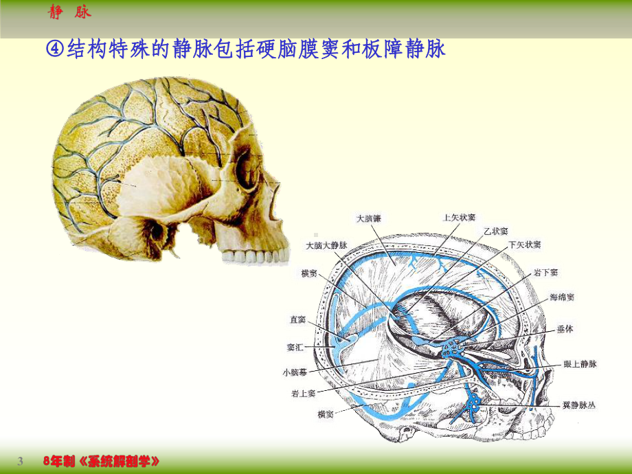 静脉系统临床与解剖-课件.ppt_第3页