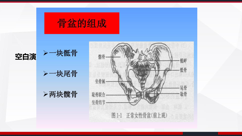 骨盆-教学讲解课件.ppt_第3页