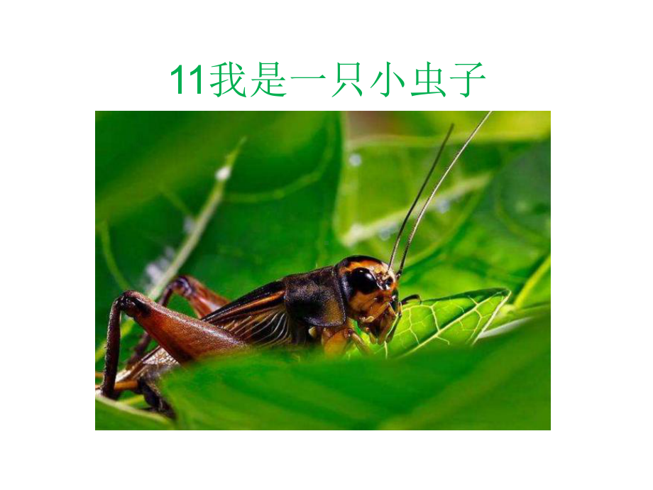 部编版课件-我是一只小虫子课件12.ppt_第1页