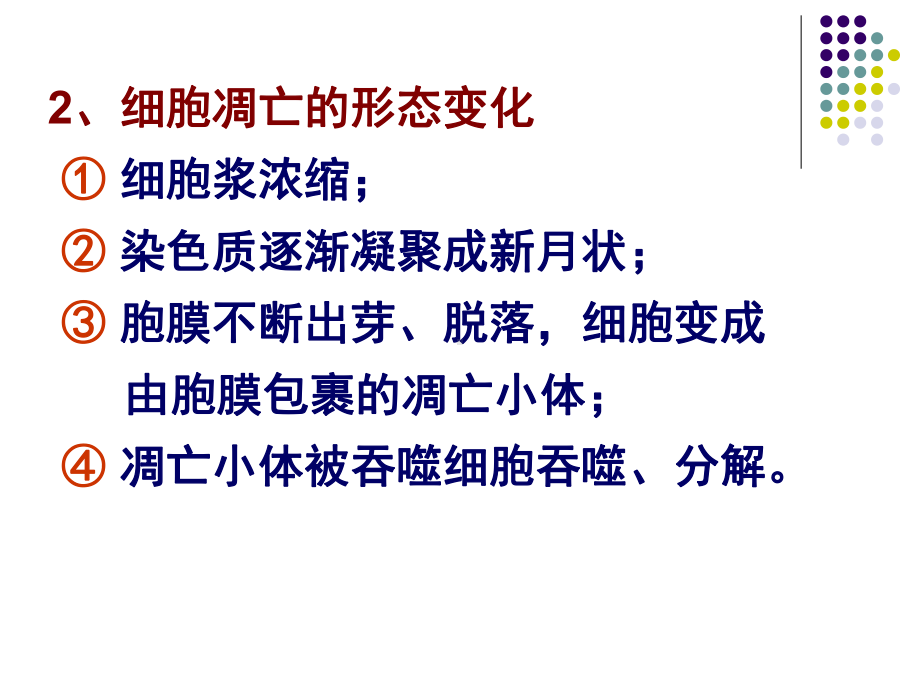 细胞凋亡的机制课件.ppt_第3页