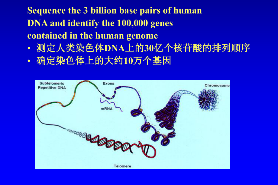 人类基因组计划进展和内容课件.ppt_第2页