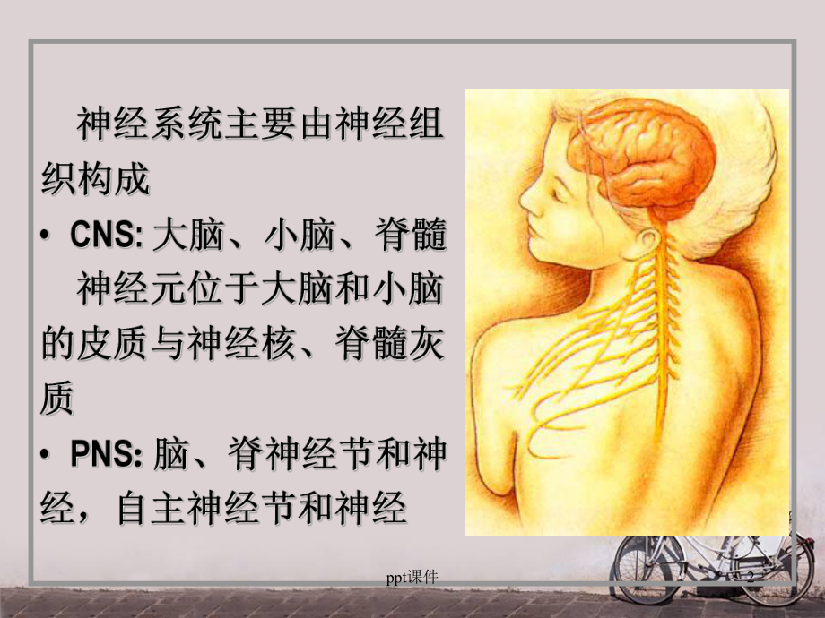 组织学与胚胎学之神经系统-课件.ppt_第2页