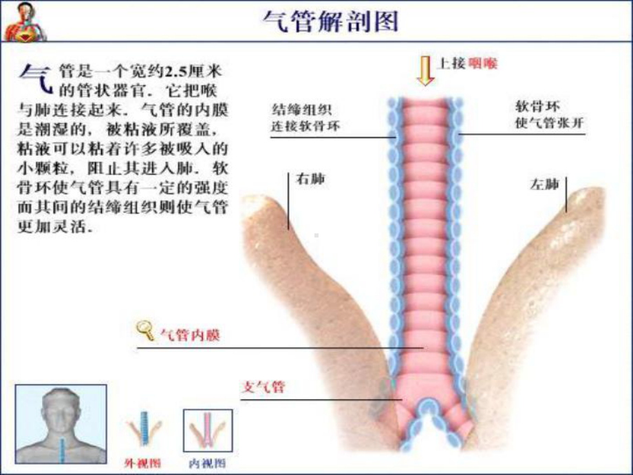 气道湿化的护理课件.pptx_第3页