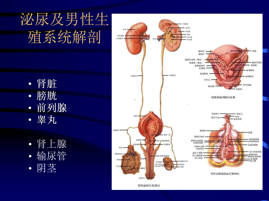 膀胱癌放疗课件.ppt_第2页