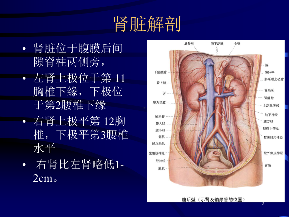 膀胱癌放疗课件.ppt_第3页