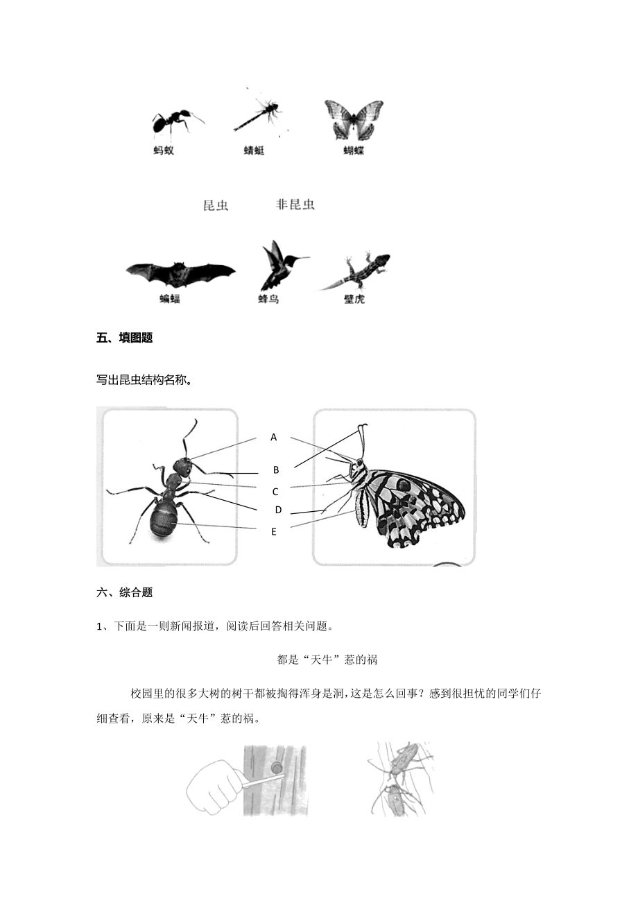 2023新苏教版四年级下册《科学》第三单元《昆虫》每课练习及答案.docx_第3页