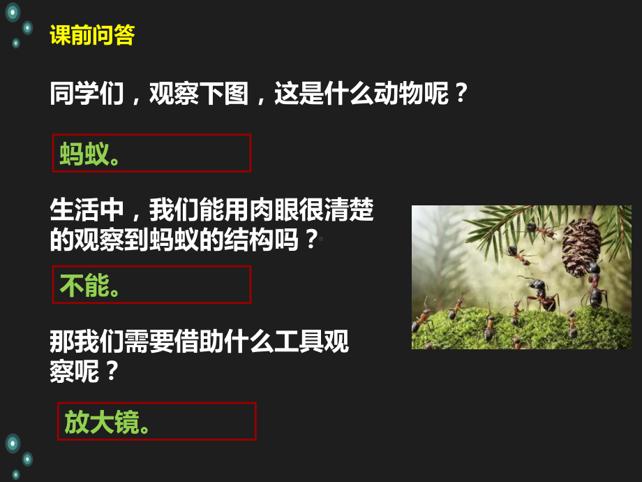 2.7放大镜下的生物（ppt课件14张ppt）-2023新粤教版五年级下册《科学》.pptx_第2页