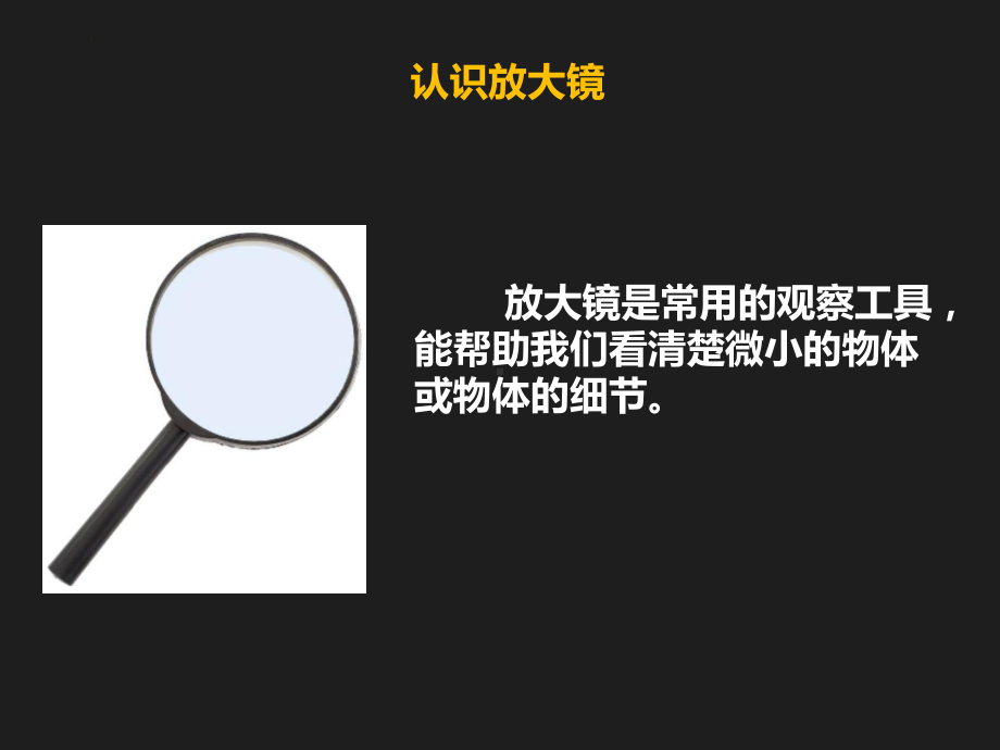 2.7放大镜下的生物（ppt课件14张ppt）-2023新粤教版五年级下册《科学》.pptx_第3页