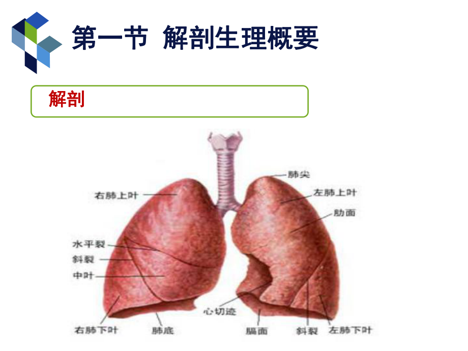 外科护理学课件第20章肺部疾病病人的护.pptx_第3页