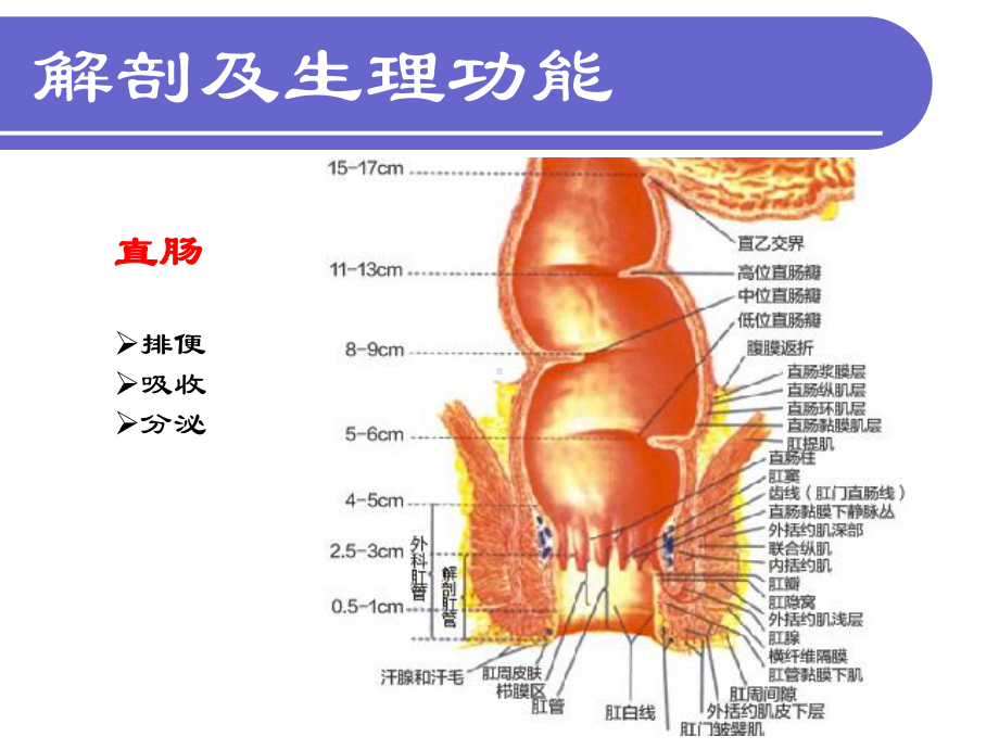 外科护理学课件第29章肛周疾病护理.pptx_第3页