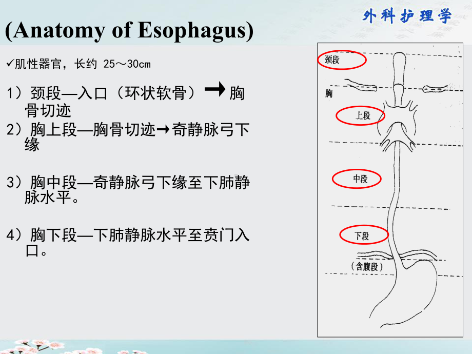 外科护理学课件第21章食管疾病病人的护理.pptx_第2页