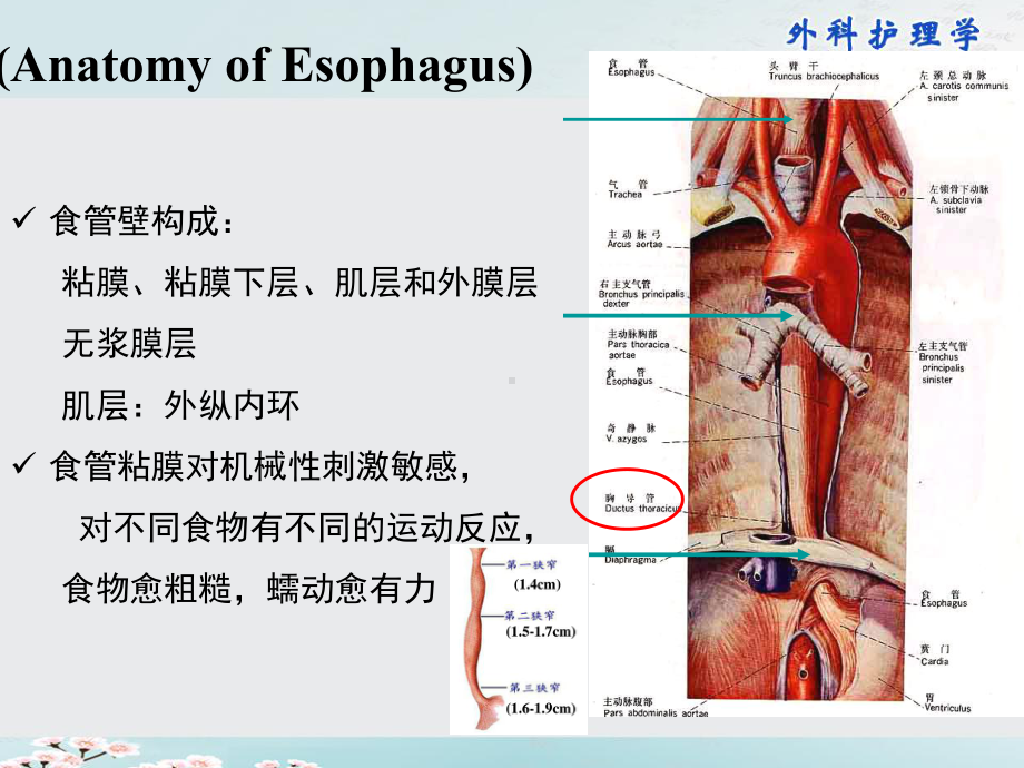 外科护理学课件第21章食管疾病病人的护理.pptx_第3页