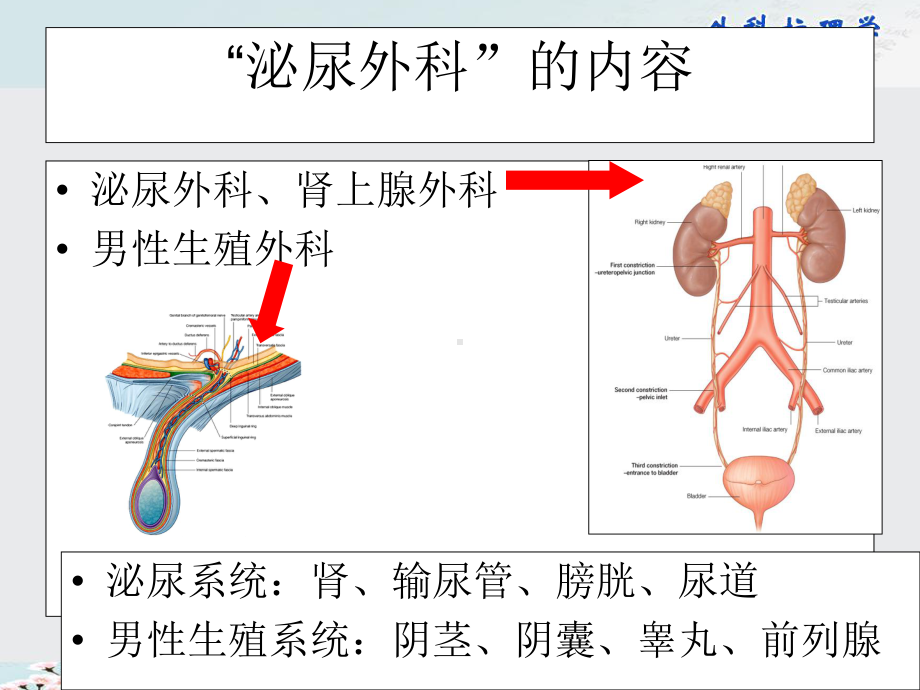 外科护理学课件第36章泌尿系统.pptx_第3页