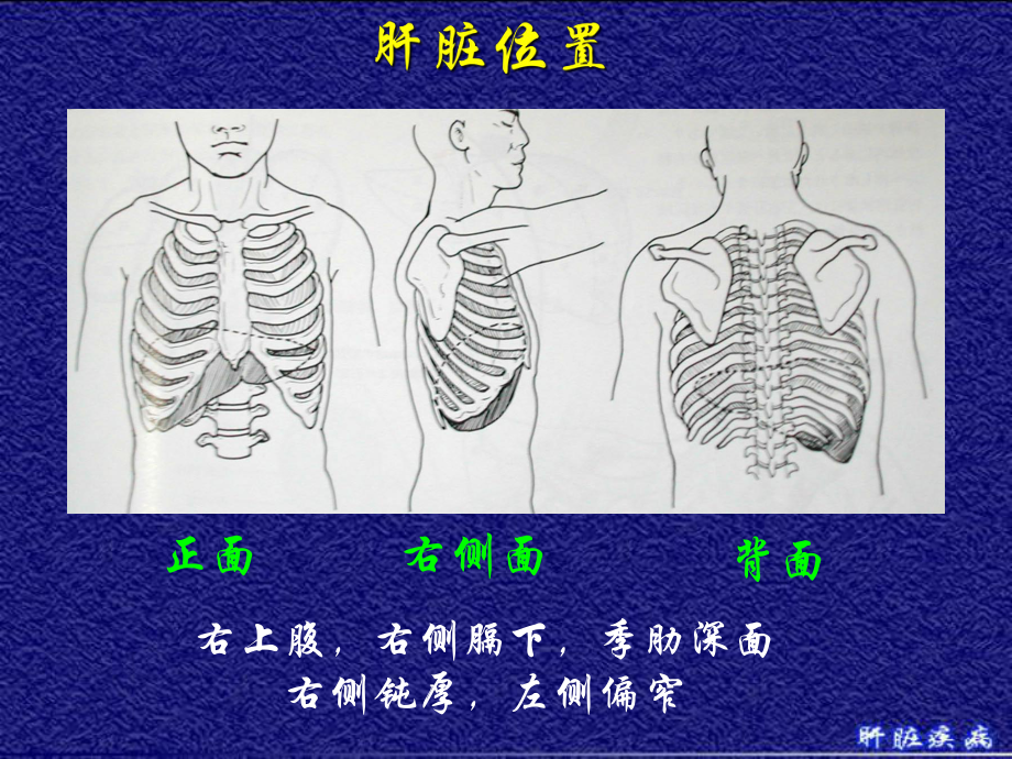 外科护理学课件第31章肝脏疾病.pptx_第3页