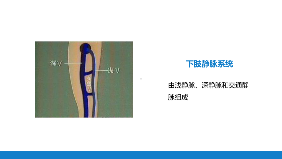 周围血管疾病病人的护理教学ppt资料.pptx_第2页