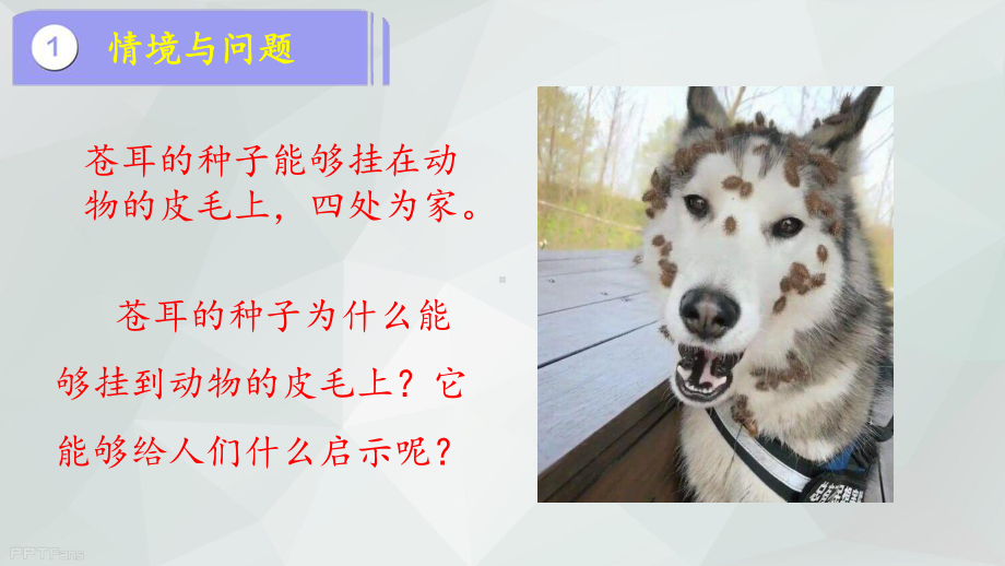 3.8生物的启示 ppt课件(共31张PPT+视频)-2023新冀人版六年级下册《科学》.pptx_第3页