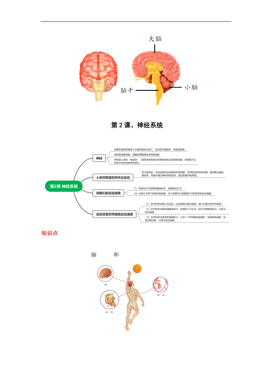 2023新青岛版（六三制）五年级下册《科学》第一单元 心和脑（知识点总结）.docx_第2页