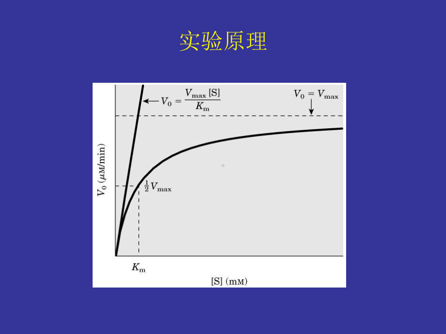 大二生化实验张蕾实验八 蔗糖酶Km测定.pptx_第3页