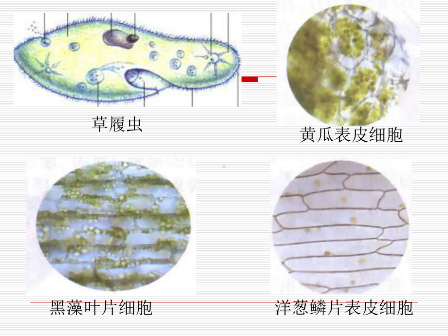 练习使用显微镜 (2).ppt_第3页