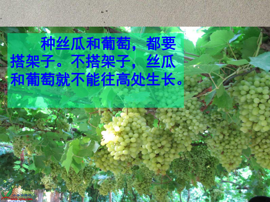 爬山虎的脚课件上课.ppt_第1页