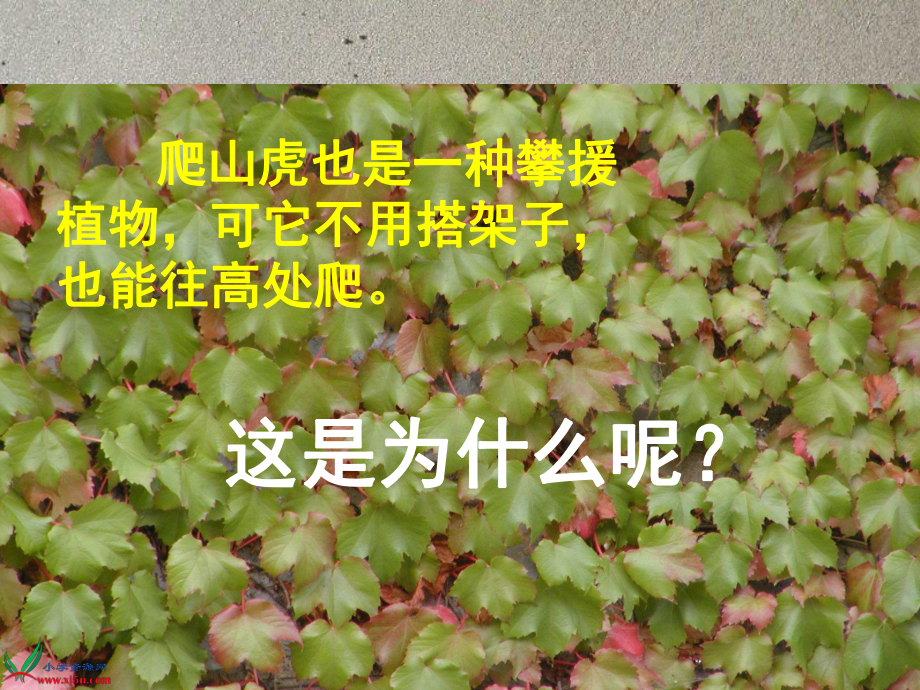 爬山虎的脚课件上课.ppt_第2页