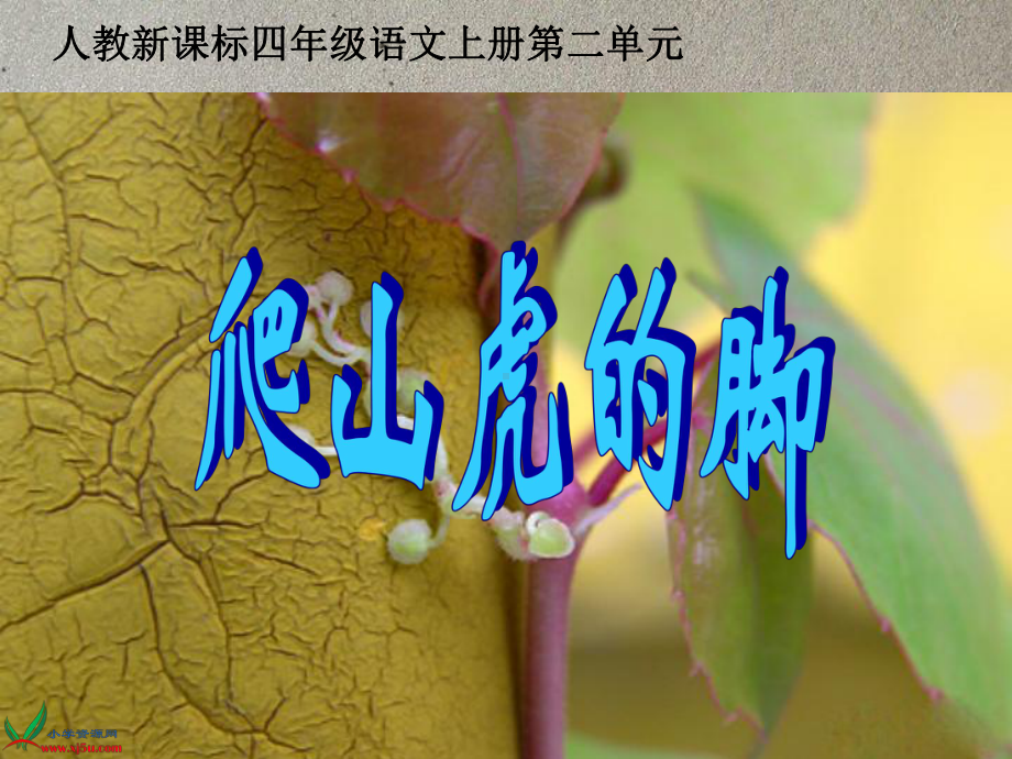 爬山虎的脚课件上课.ppt_第3页