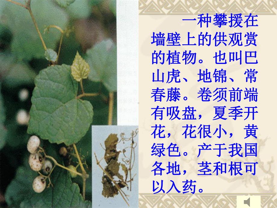 爬山虎的脚 (8).ppt_第3页