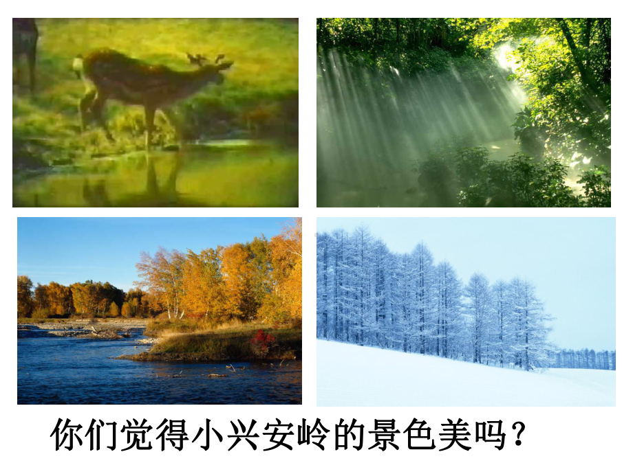 美丽的小兴安岭 (3).ppt_第2页