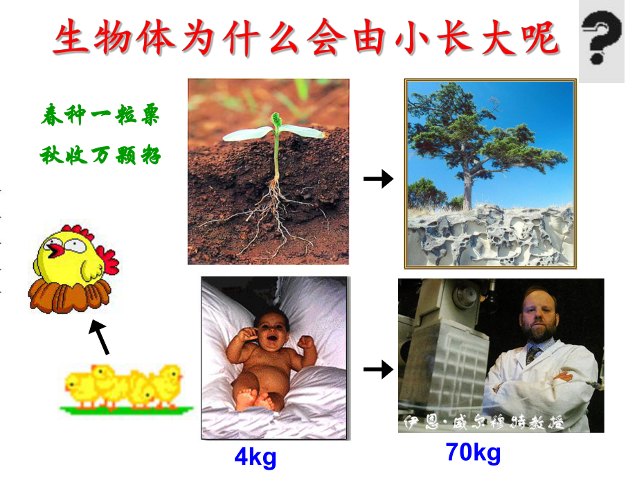 七年级上册第二章第一节细胞通过分裂产生新细胞.ppt_第1页