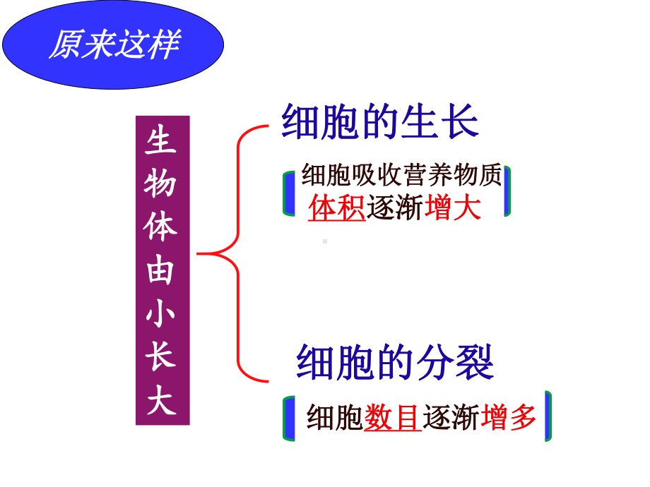 七年级上册第二章第一节细胞通过分裂产生新细胞.ppt_第3页