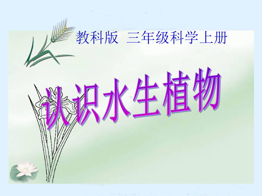 三年级科学上册-水生植物课件-教科版.ppt_第1页