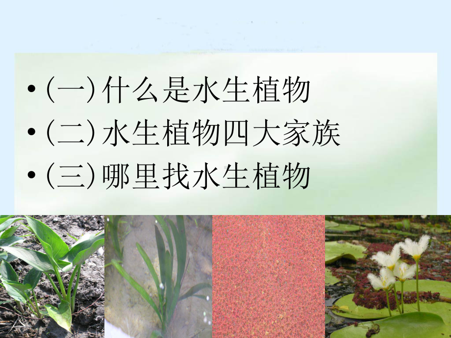 三年级科学上册-水生植物课件-教科版.ppt_第2页